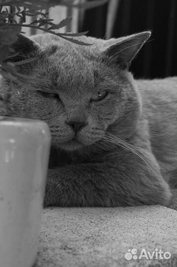 Кот ищет дом