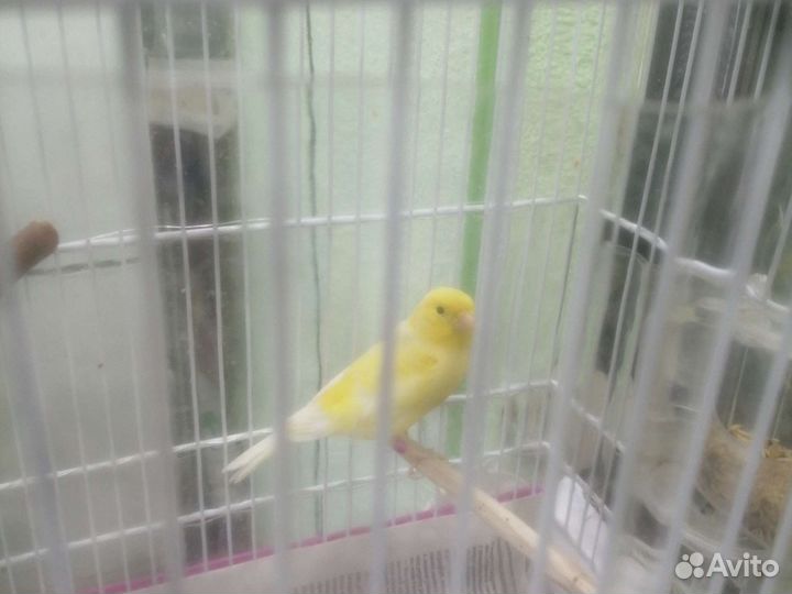 Кенары певчий, самец