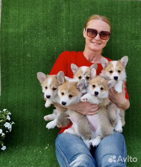 Вельш-корги пемброк щенки