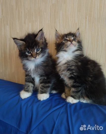 Мейнкуны Уральские самоцветики