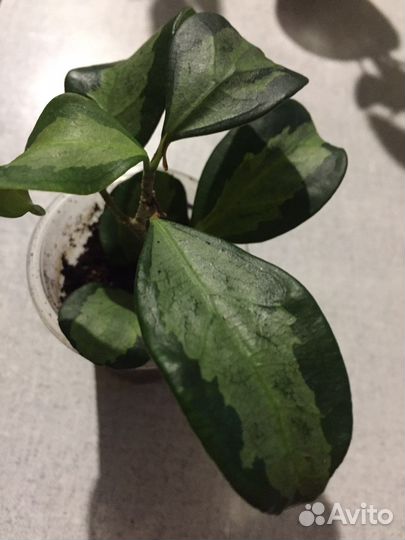 Комнатные цветочки