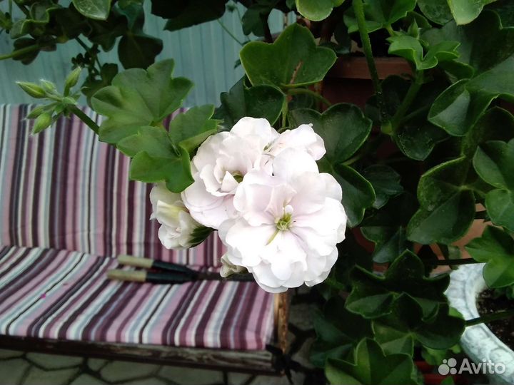 Плющелистная пеларгония Ise Rose (Айс Роуз)