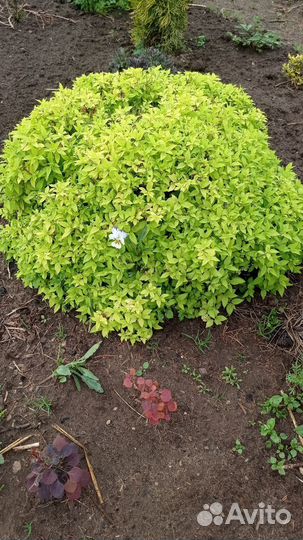 Саженцы спиреи японской