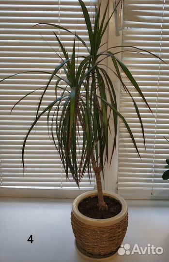 Орхидея Фикус Драцена Горшок