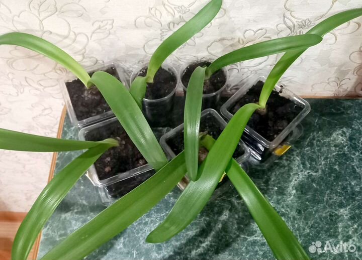 Гиппиаструм