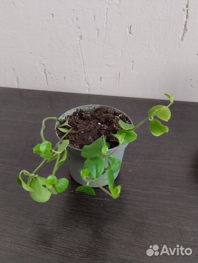 Пеперомия круглолистная