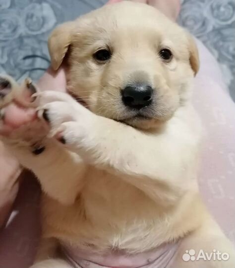 Щенки лабрадора
