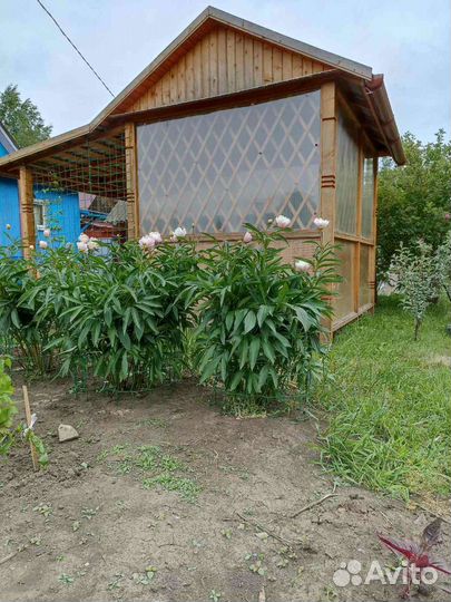 Пионы саженцы