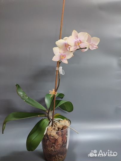 Орхидеи Амадора