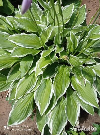 Саженцы хосты