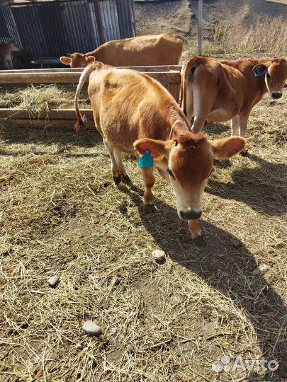 Коровы чистокровной джерсийской породы