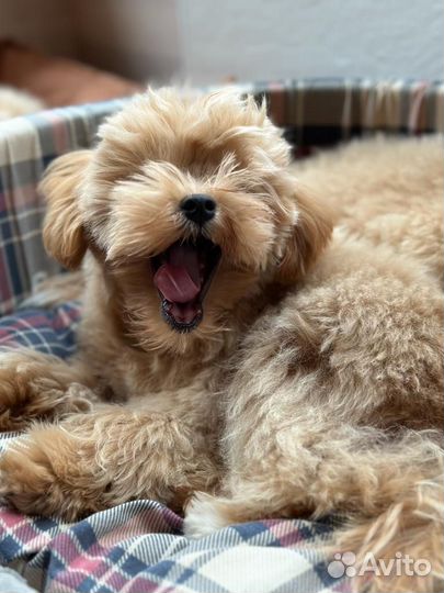 Щенки мальтипу мини