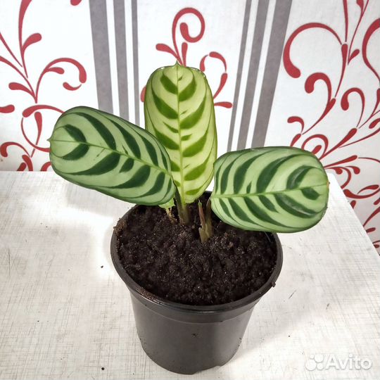 Ктенанта Бурле Маркси (Ctenanthe burle-marxii)