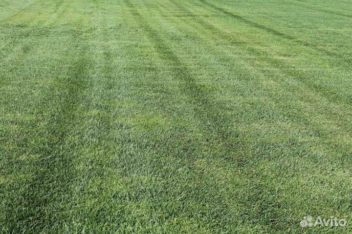 Укладка рулонного газона