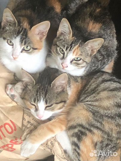 Котята в добрые руки