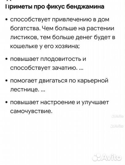 Фикус бенджамина