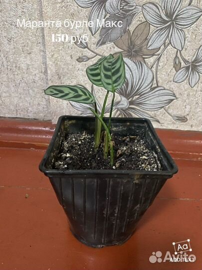 Комнатные растения