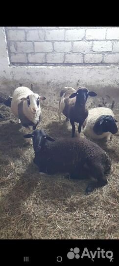 Ягнята дорперы