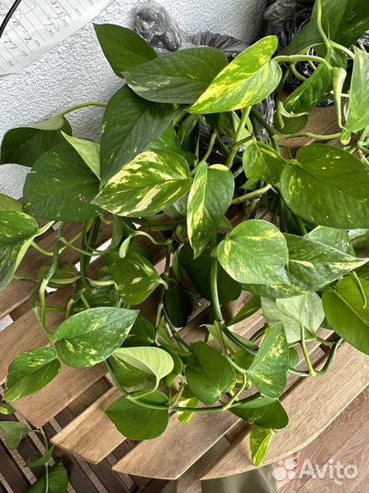Лиана эпипремнум золотистый сциндапсус взрослый
