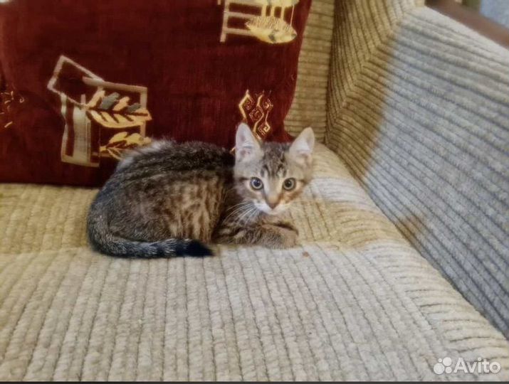 Кошка в дар