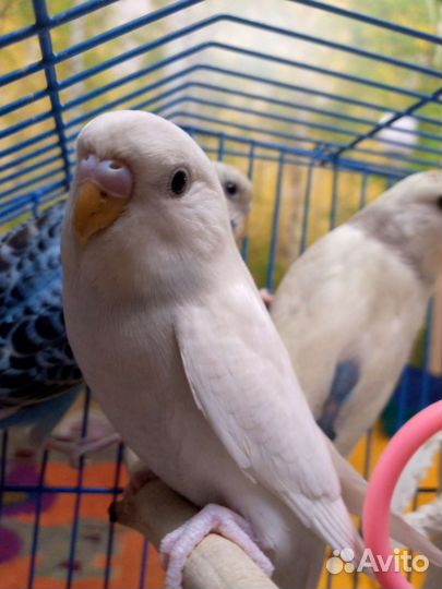 Волнистый попугай