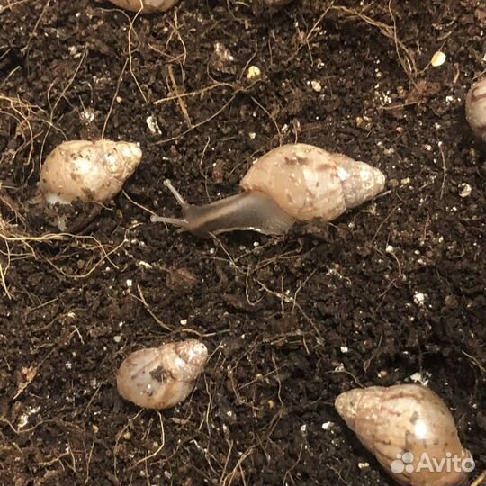 Улитки ахатины