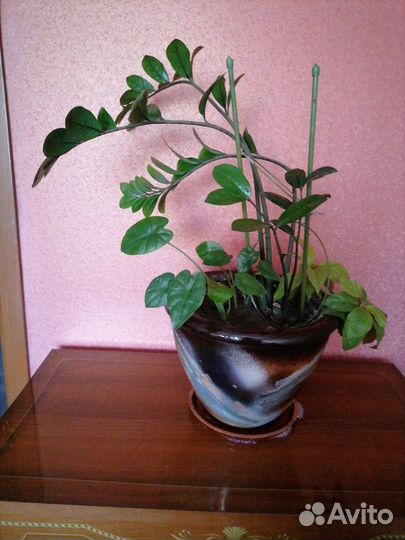 Травянистое растение замиокулькас