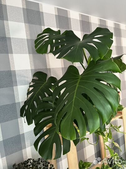 Бронь Монстера деликатесная