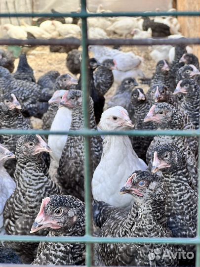 Цыплята доминанты