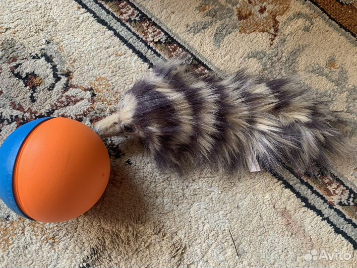 Мангуст с шаром