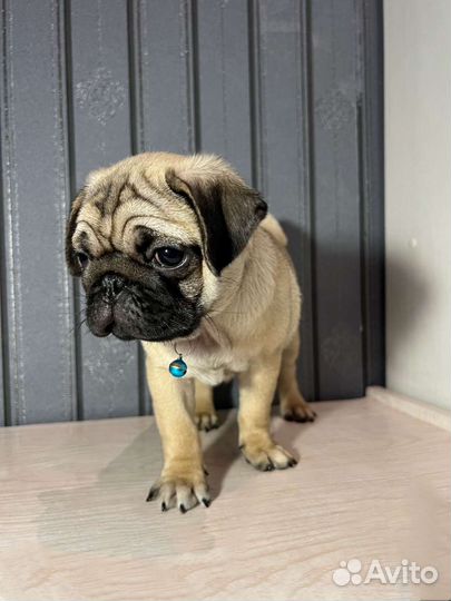 Щенки мопса