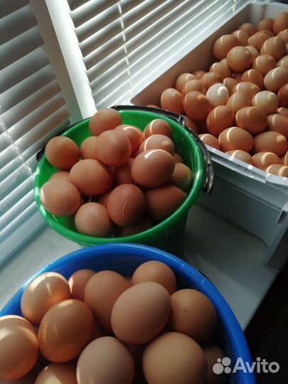 Домашние куриные яйца