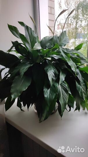 Спатифиллум (женское счастье)