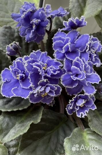 Фиалки сортовые