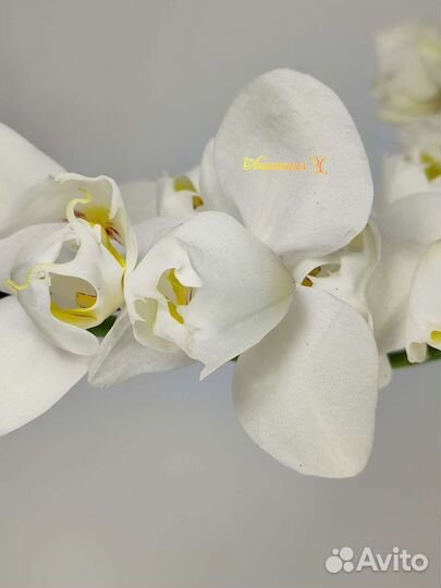 Фаленопсис бабочка