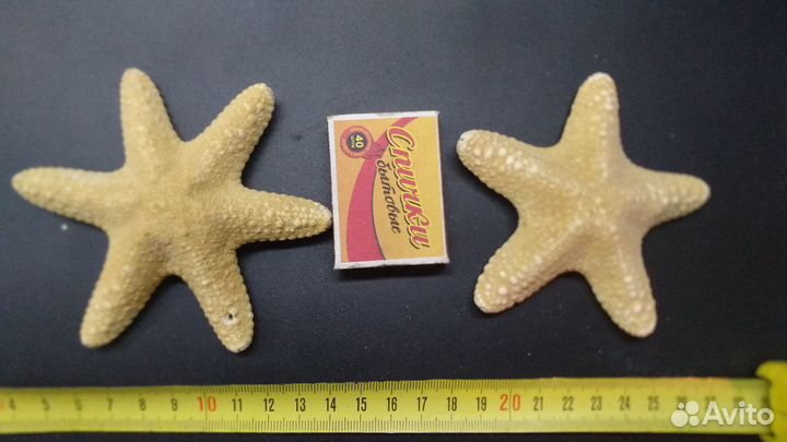 Створки морского гребешка, ракушки, морская звезда