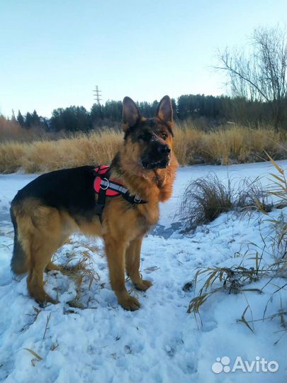 Вязка. Немец