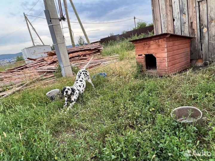Далматинец в Добрые руки
