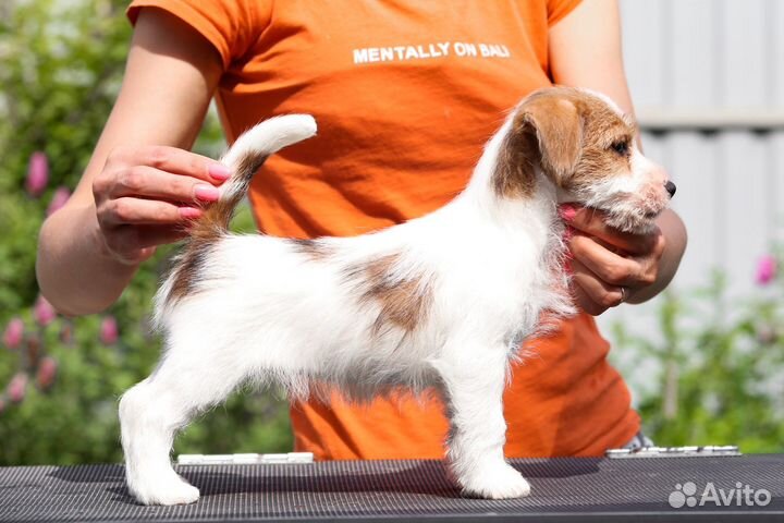 Джек рассел терьер