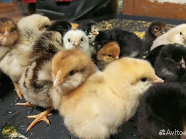 Цыплята