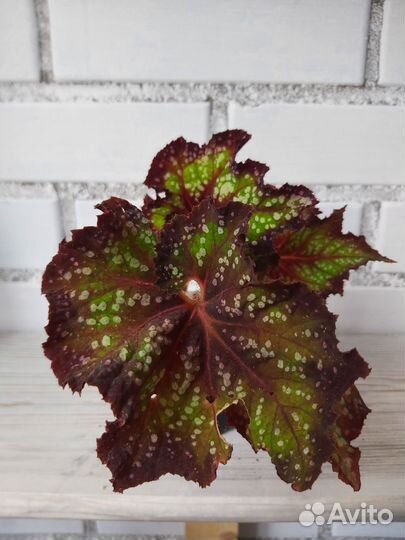 Бегония декоративно лиственная