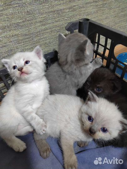 Кошки в добрые руки