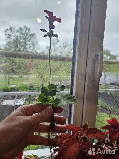 Пеларгония герань сортовая