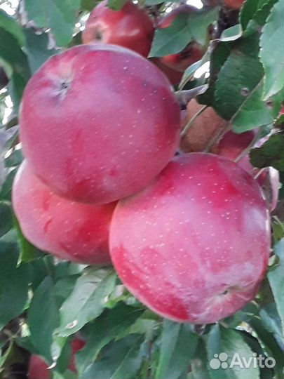 Саженцы плодовых и декоративных деревьев