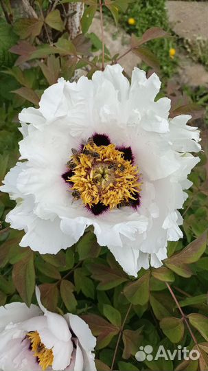 Сентябрины махровые