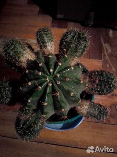 Цветы домашние в горшках