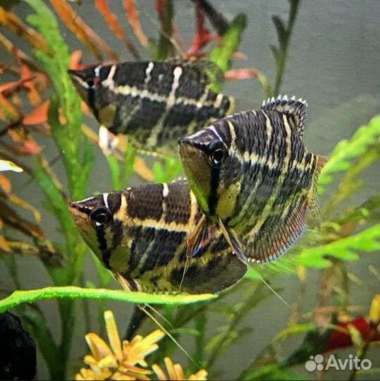 Аквариумные рыбки, креветки и улитки