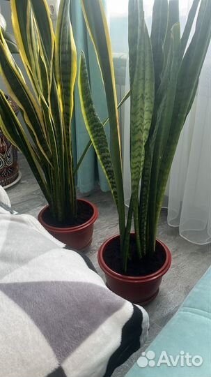 Сансевиерия сортовая