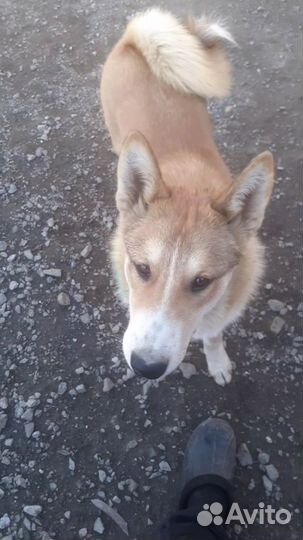 Западно сибирская лайка продам