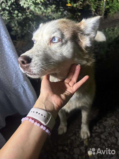 Собаки бесплатно в добрые руки